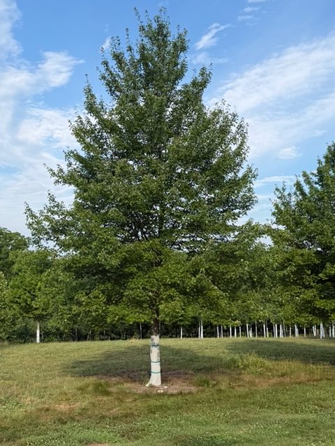 Large Trees 1